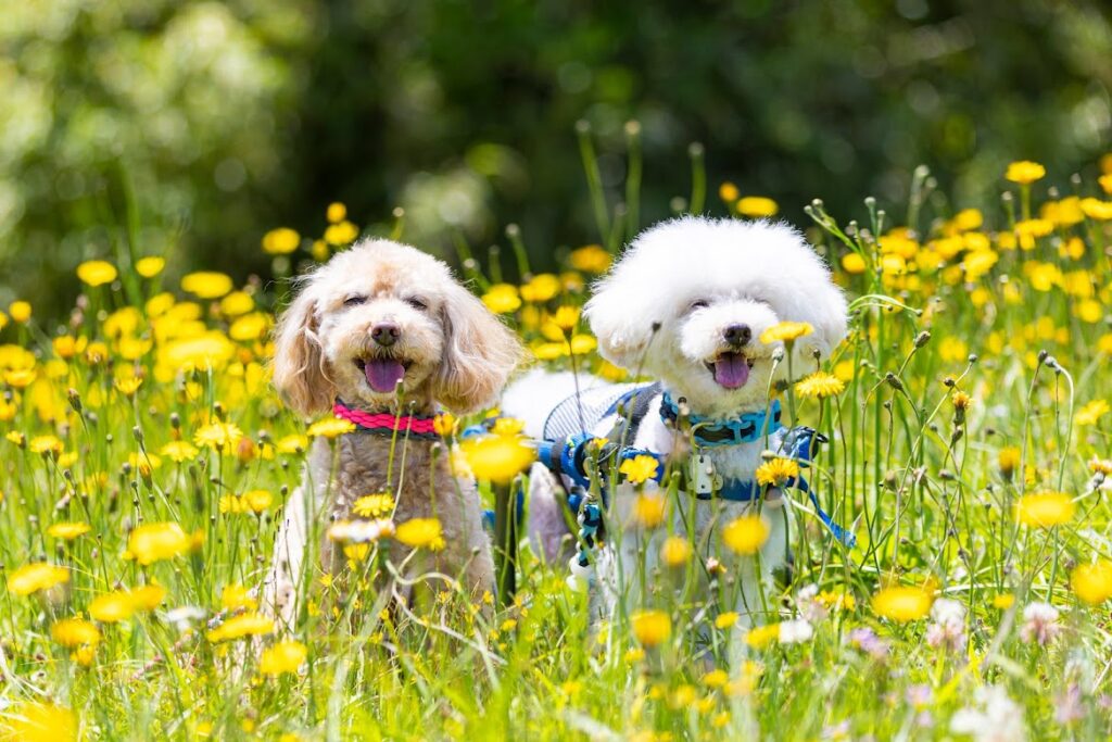 デイビーと一緒に