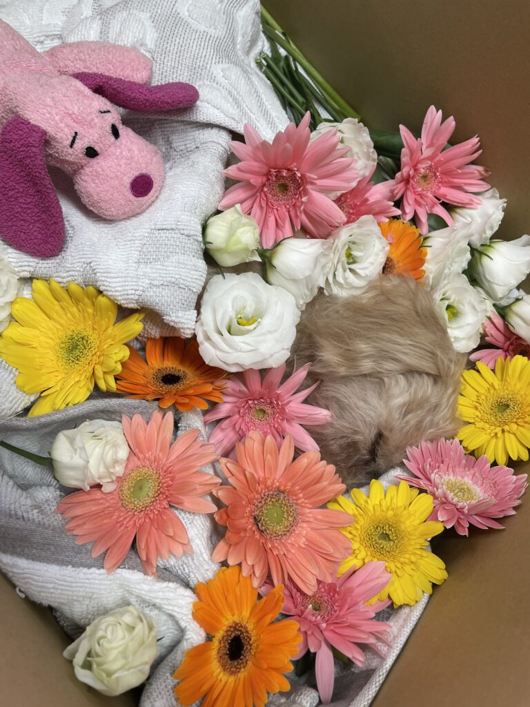 カノンありがとう