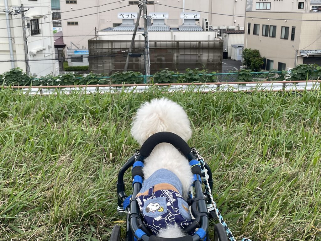 デイビーと火葬場前の土手にて