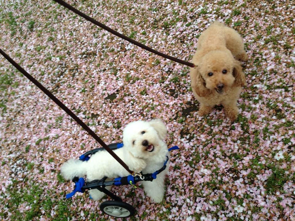 桜吹雪の中のお散歩